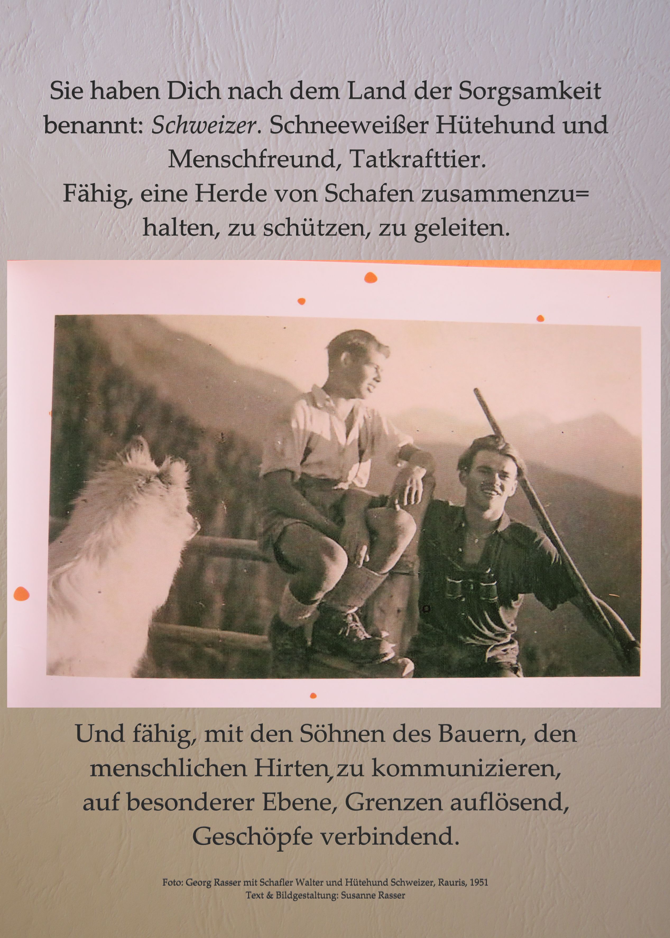 Schaf Ausstellung